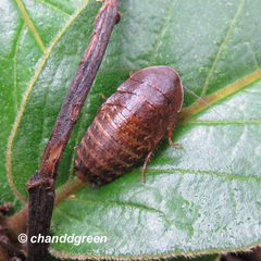 Opisthoplatia orientalis