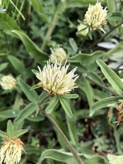 Trifolium ochroleucon