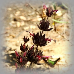 Selasphorus sasin sedentarius