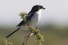 Lanius dorsalis