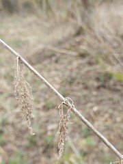 Urtica galeopsifolia
