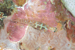 Eviota pictifacies