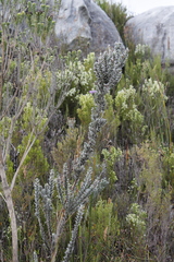 Amphithalea imbricata