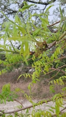 Rhus lanceolata