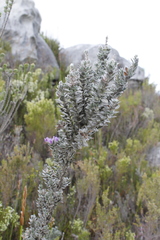 Amphithalea imbricata