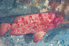 Priacanthus macracanthus