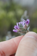 Amphithalea imbricata
