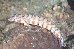 Parapercis clathrata