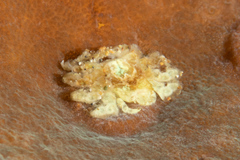 Cryptochiridae