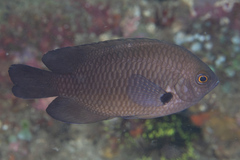 Pomacentrus brachialis