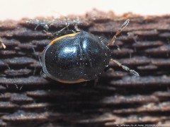 Corimelaena lateralis