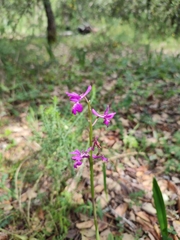 Orchis × penzigiana