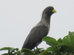 Crinifer piscator