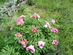 Paeonia officinalis