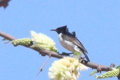 Anthreptes orientalis