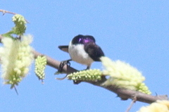 Anthreptes orientalis