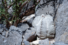 Astrophytum coahuilense