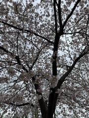 Prunus