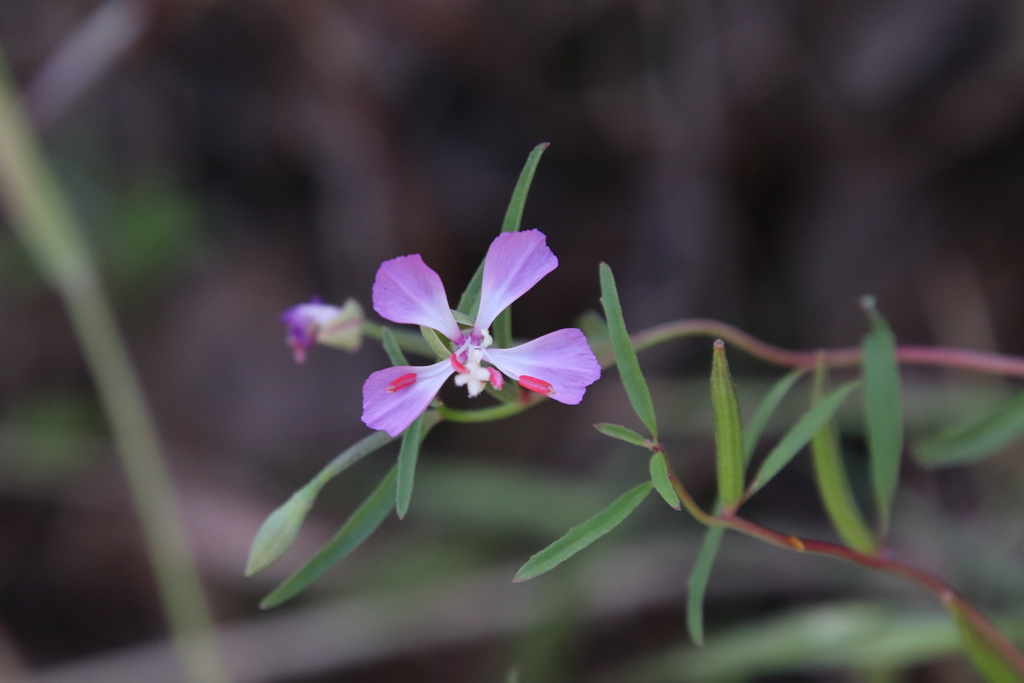 Campo clarkia (Clarkia delicata)
