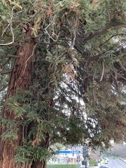 Sequoia