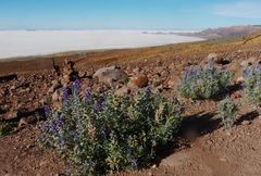 Lupinus paniculatus