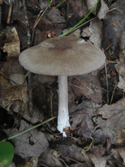 Entoloma violaceum