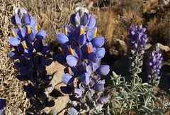 Lupinus paniculatus