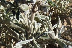 Lupinus paniculatus