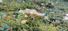 Fungi