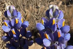 Lupinus paniculatus