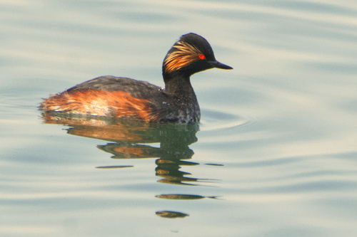 potápka čiernokrká (Podiceps nigricollis)