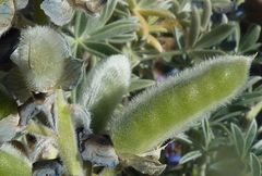 Lupinus paniculatus