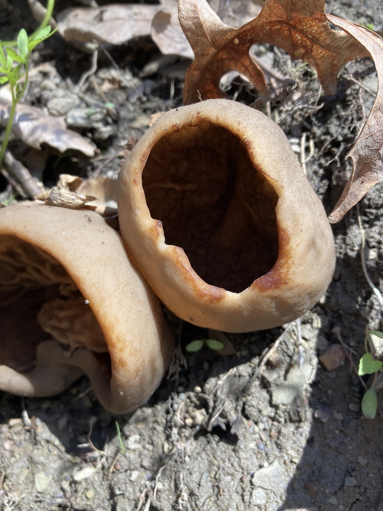 cupshaped morels from United States on April 24, 2022 at 1053 AM by