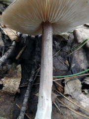 Entoloma violaceum