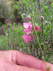 Diascia integerrima