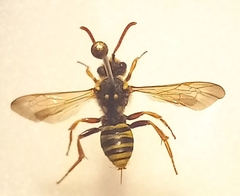Nomada goodeniana