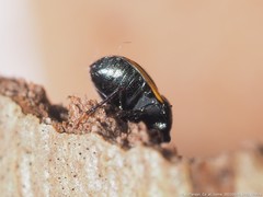 Corimelaena lateralis