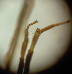 Nomada goodeniana