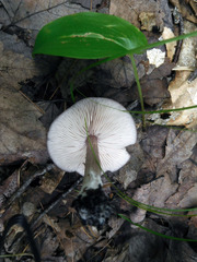 Entoloma violaceum