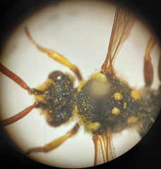 Nomada goodeniana