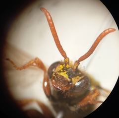 Nomada goodeniana