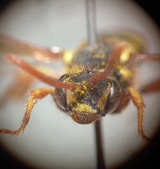 Nomada goodeniana