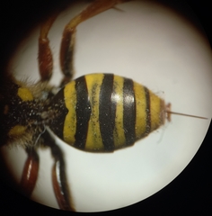 Nomada goodeniana