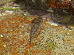 Caffrogobius nudiceps