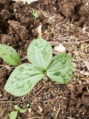 Trillium recurvatum