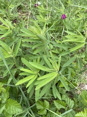 Desmodium sessilifolium