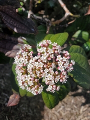 Viburnum davidii