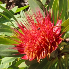 Protea laetans