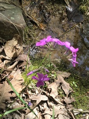 Phlox glaberrima