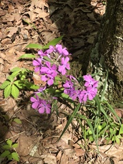 Phlox glaberrima